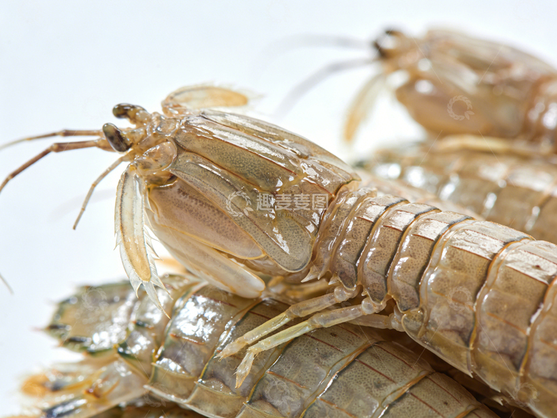 高清大图下载【趣麦麦图】透明虾爬子特写摄影图片