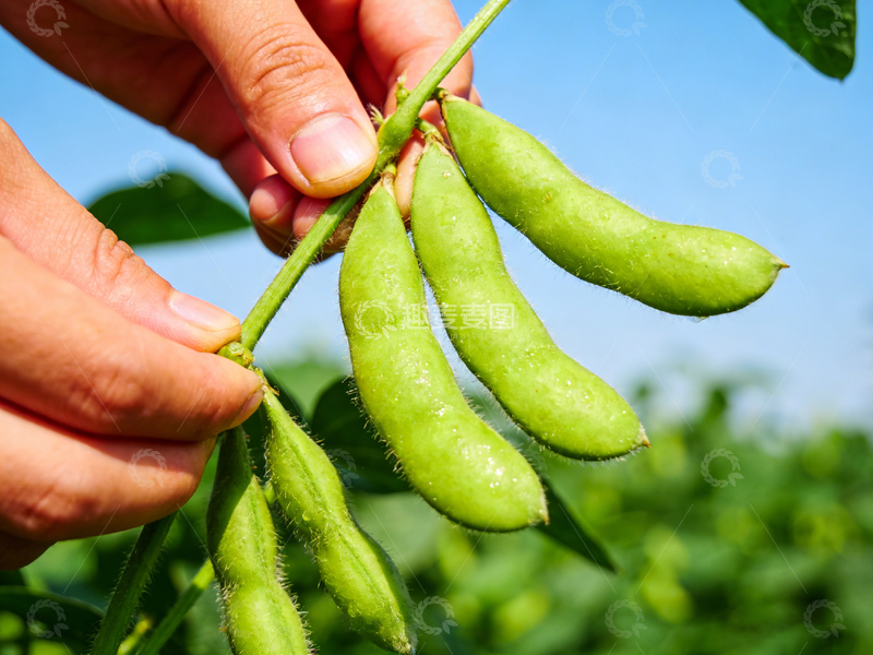 高清大图下载【趣麦麦图】大豆丰收田野采摘