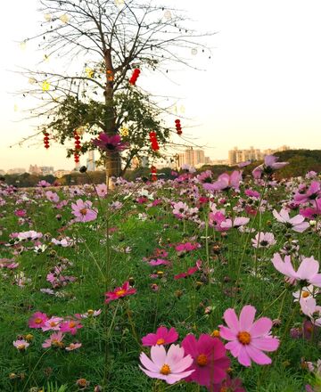 花海夕阳树影风光摄影