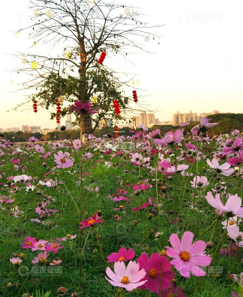 高清大图下载【趣麦麦图】花海夕阳树影风光摄影