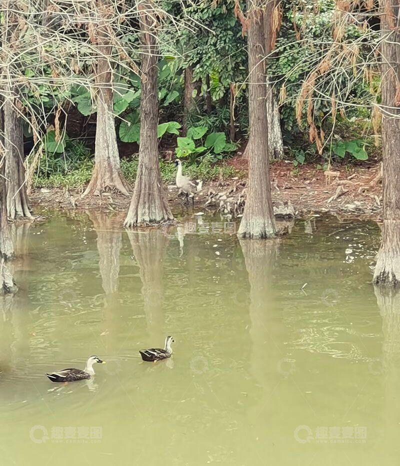 高清大图下载【趣麦麦图】水塘鸭景自然摄影