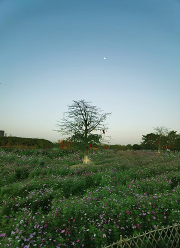 花海孤树黄昏景
