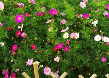 花园盛开花朵美景