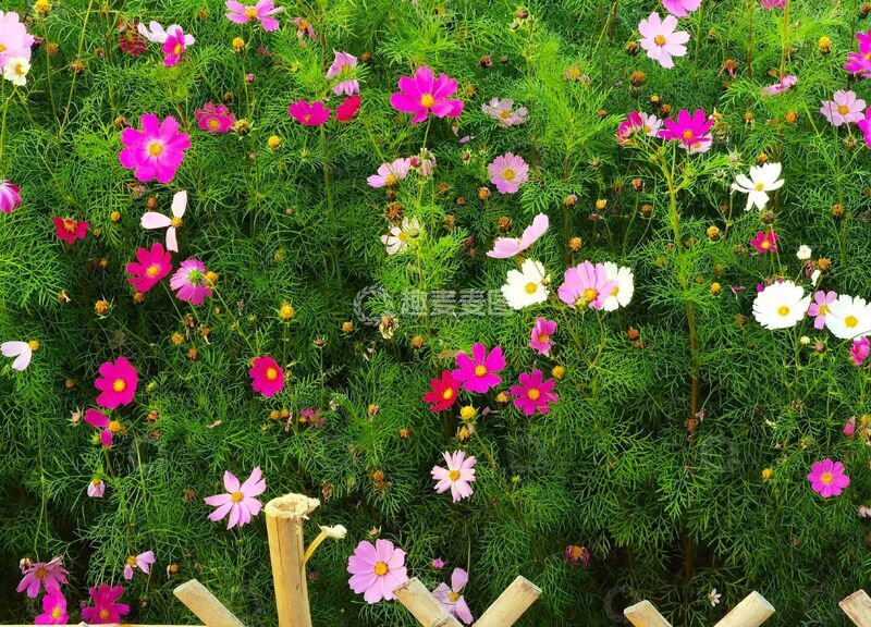 高清大图下载【趣麦麦图】花园盛开花朵美景
