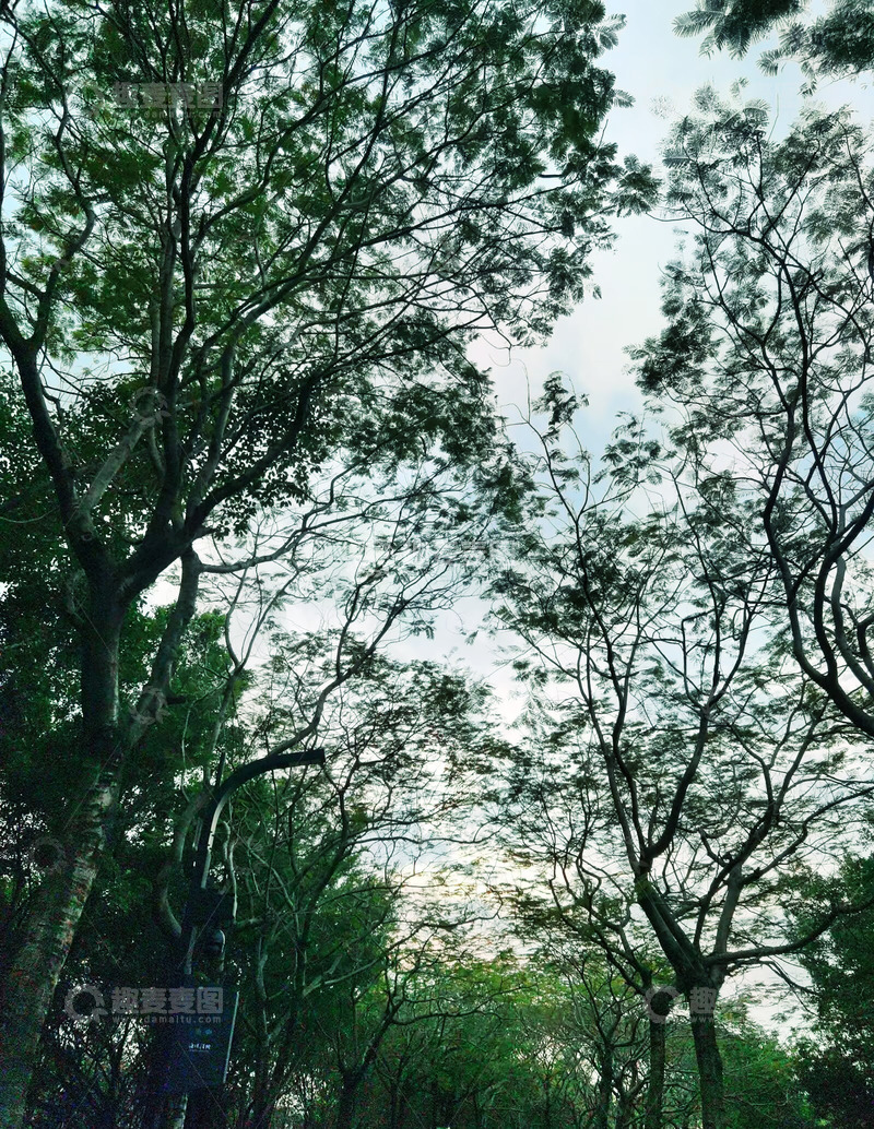 高清大图下载【趣麦麦图】森林仰望天空景色自然风光摄影