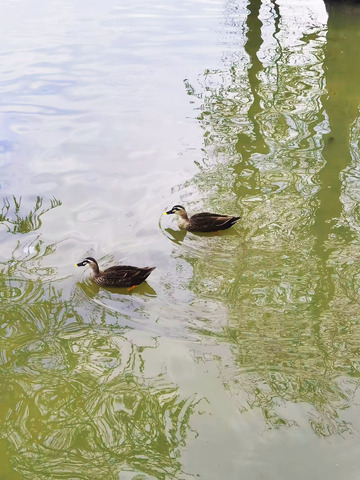 鸭子戏水自然风光摄影