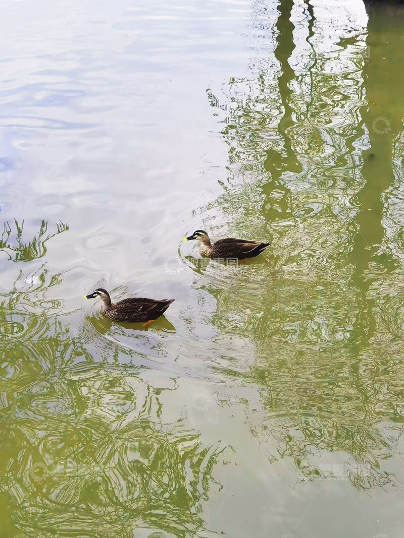 高清大图下载【趣麦麦图】鸭子戏水自然风光摄影