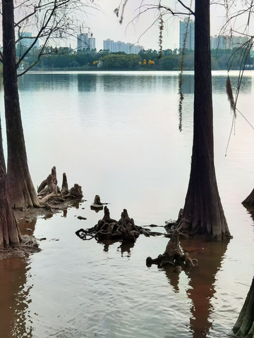 湖畔枯树城市倒影