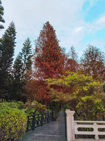 秋意盎然小径风光