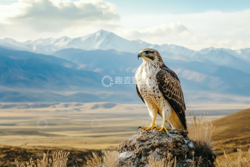 高清大图下载【趣麦麦图】荒原上站立的一只老鹰
