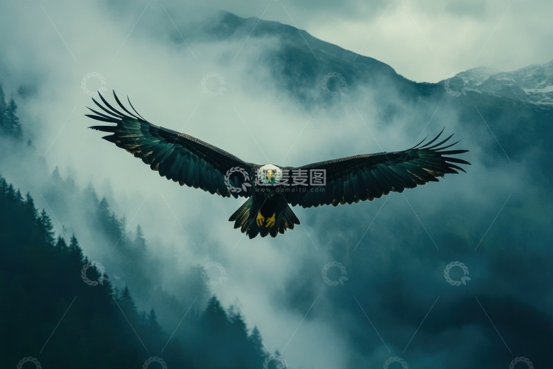 高清大图下载【趣麦麦图】天空中飞行的老鹰