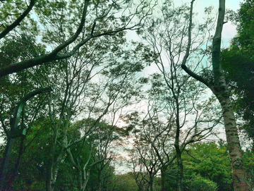 森林天空风景摄影