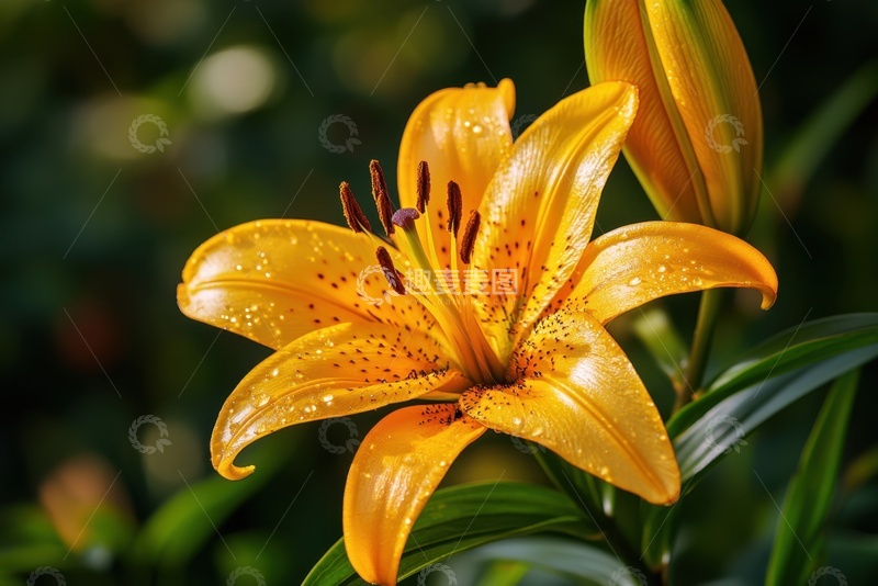 高清大图下载【趣麦麦图】盛开的黄色百合花