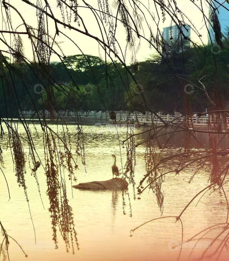 高清大图下载【趣麦麦图】湖畔黄昏天鹅景