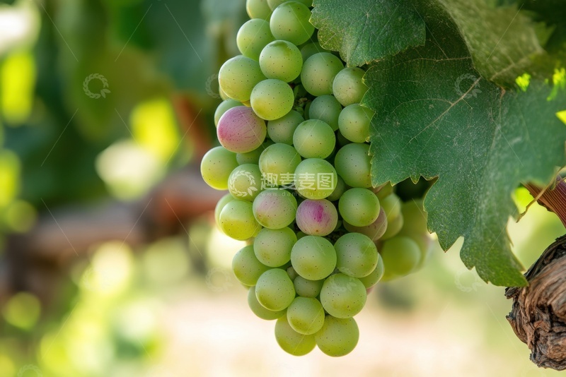 高清大图下载【趣麦麦图】葡萄园里生长的一串葡萄