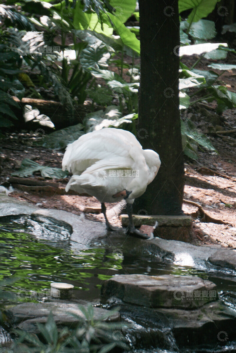 高清大图下载【趣麦麦图】湿地水塘天鹅活动摄影