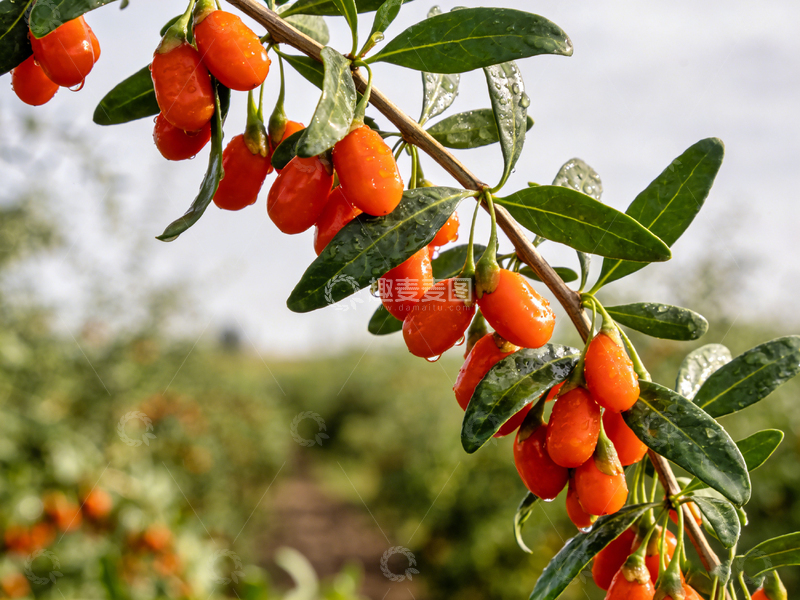 高清大图下载【趣麦麦图】枸杞园丰收景象摄影
