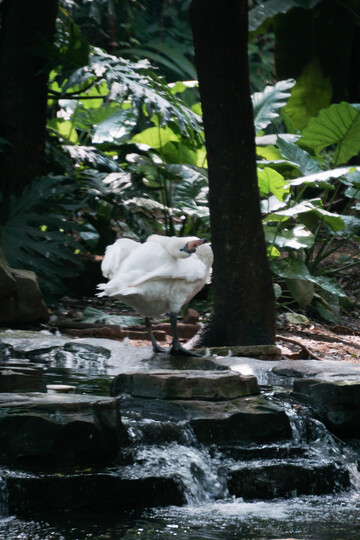天鹅水边整理羽毛
