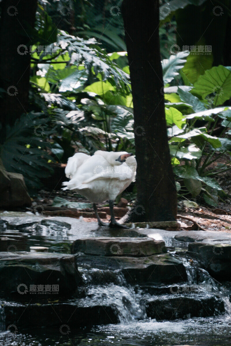 高清大图下载【趣麦麦图】天鹅水边整理羽毛
