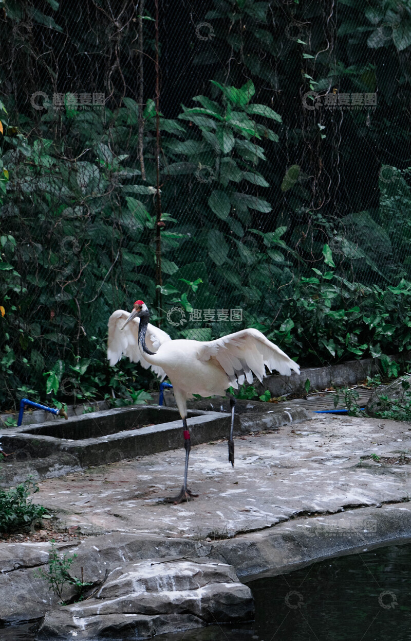 高清大图下载【趣麦麦图】动物园丹顶鹤白羽展翅