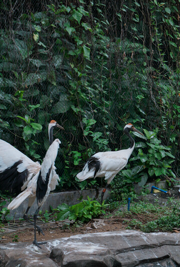动物园丹顶鹤活动场景摄影