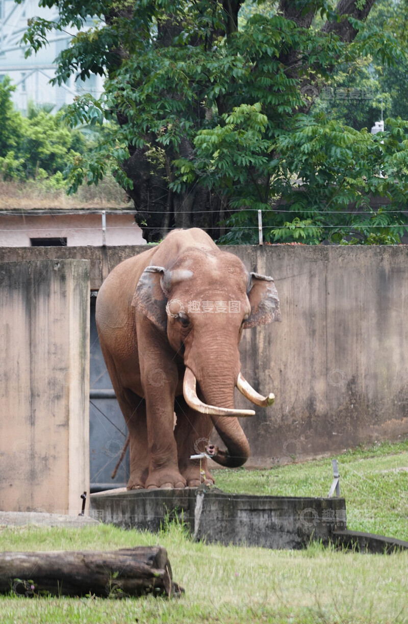 高清大图下载【趣麦麦图】动物园大象生活场景