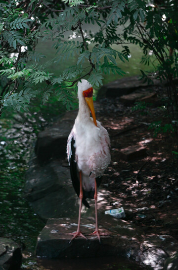 绿茵中黄嘴鹮鹳站立摄影