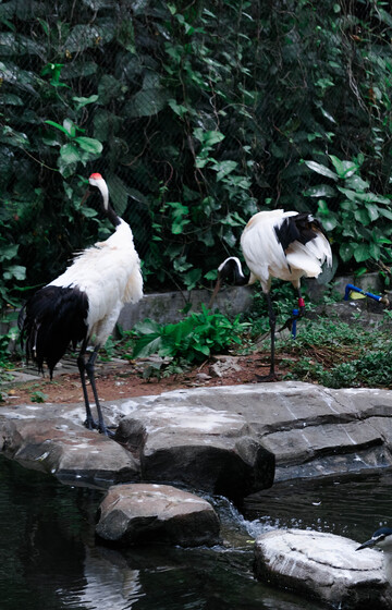丹顶鹤水边自然景观摄影图片