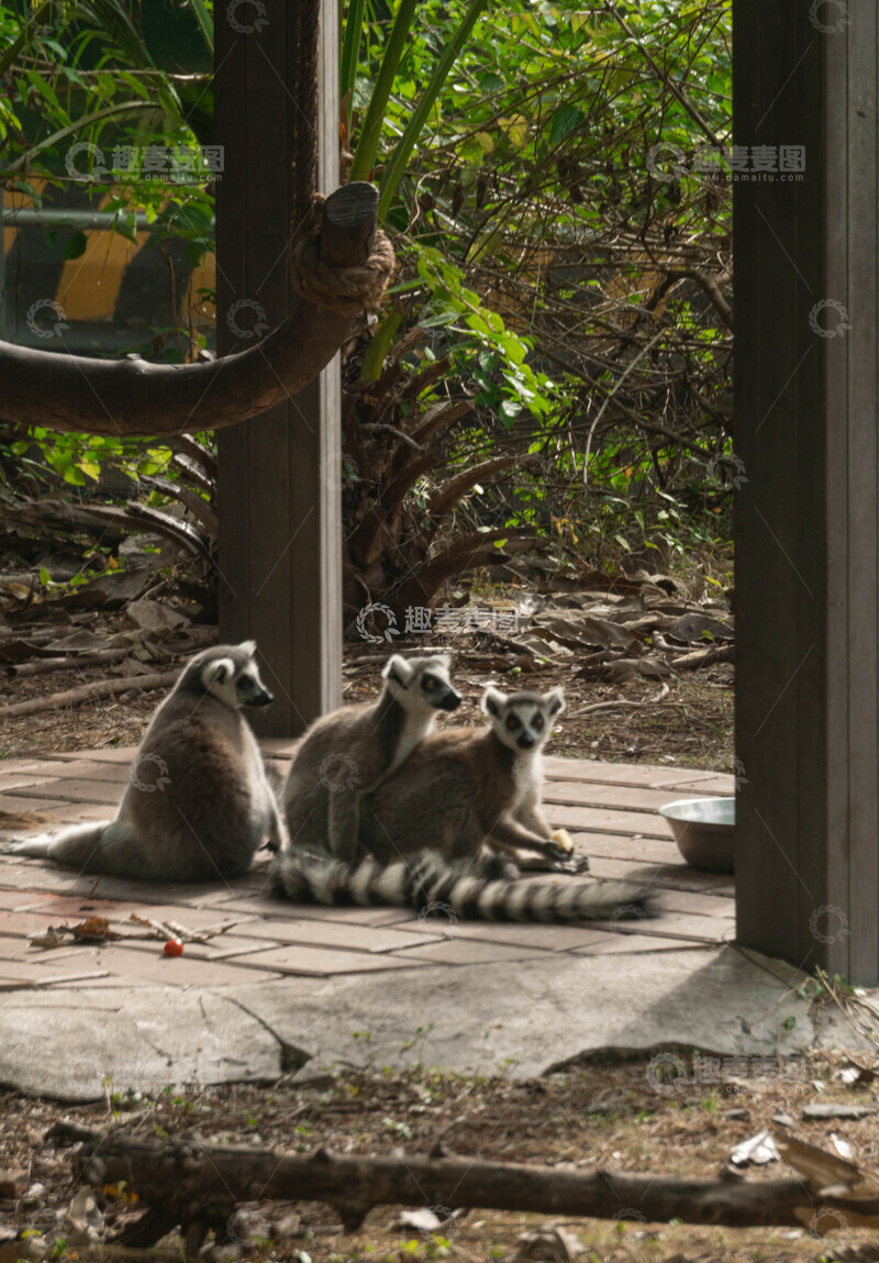 高清大图下载【趣麦麦图】野生动物园狐猴休息玩耍