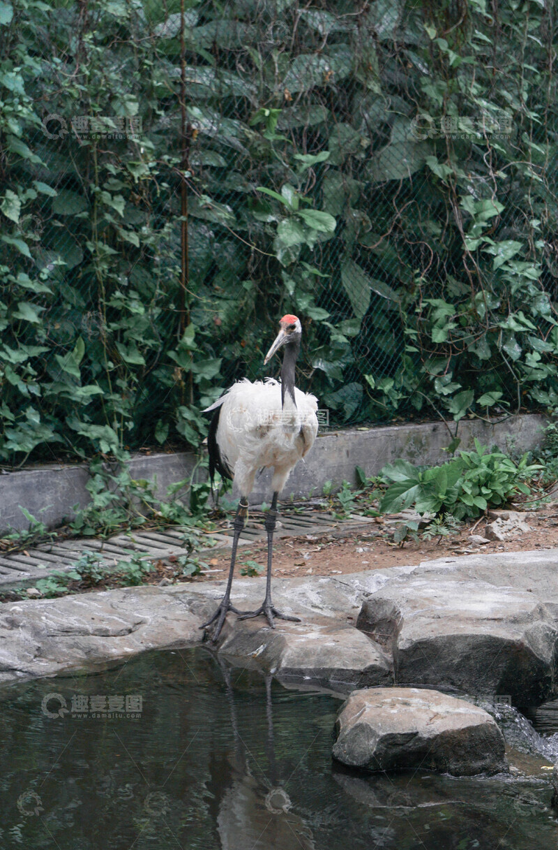 高清大图下载【趣麦麦图】动物园鹤鸟自然风光摄影