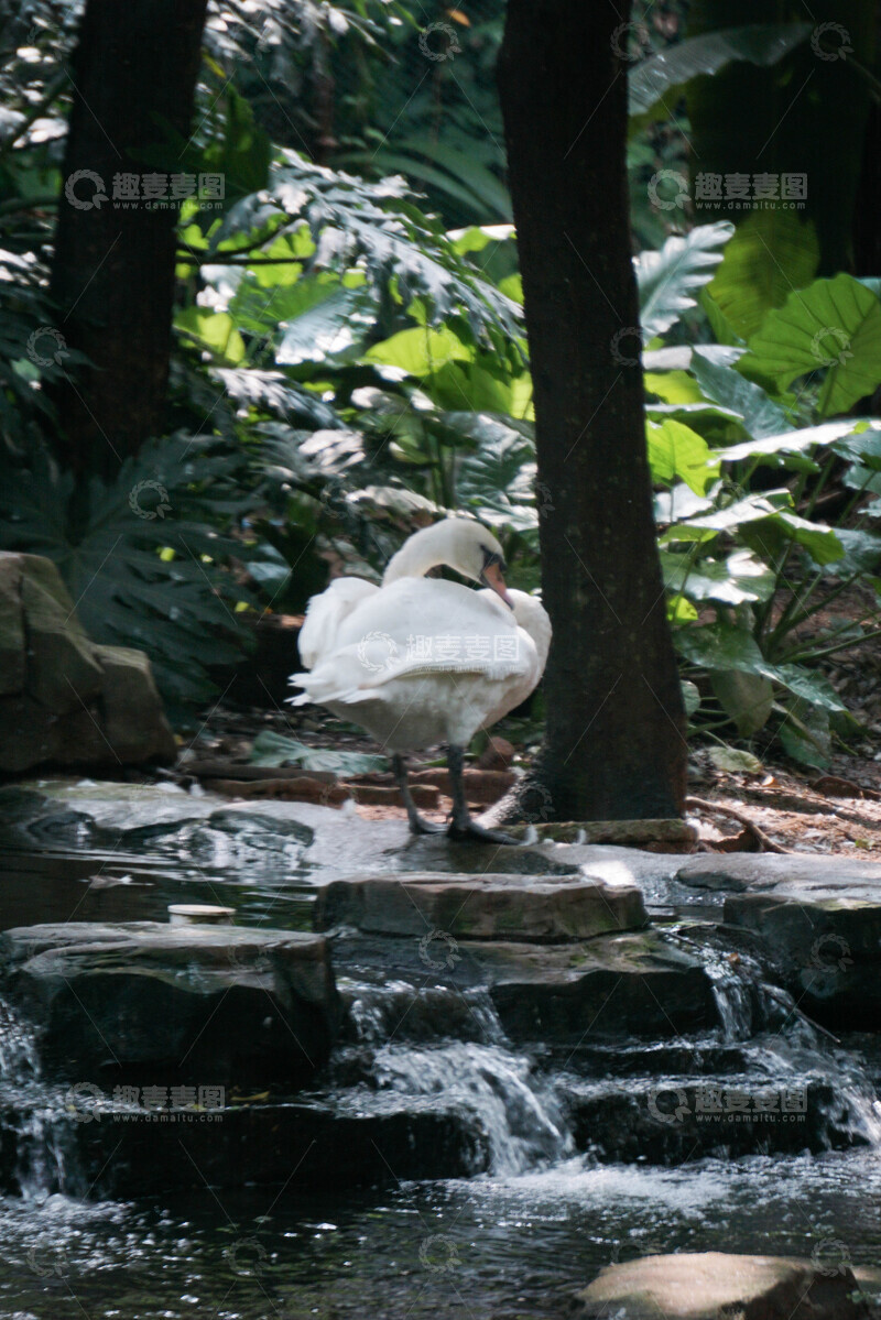 高清大图下载【趣麦麦图】树林天鹅静谧风光摄影图