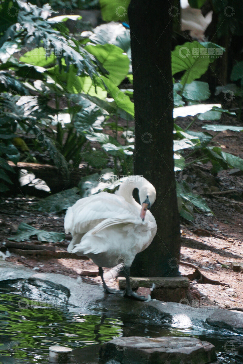 高清大图下载【趣麦麦图】静谧天鹅自然风景摄影
