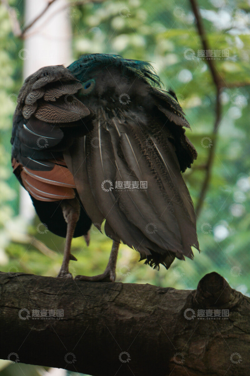 高清大图下载【趣麦麦图】绿孔雀栖息树枝特写