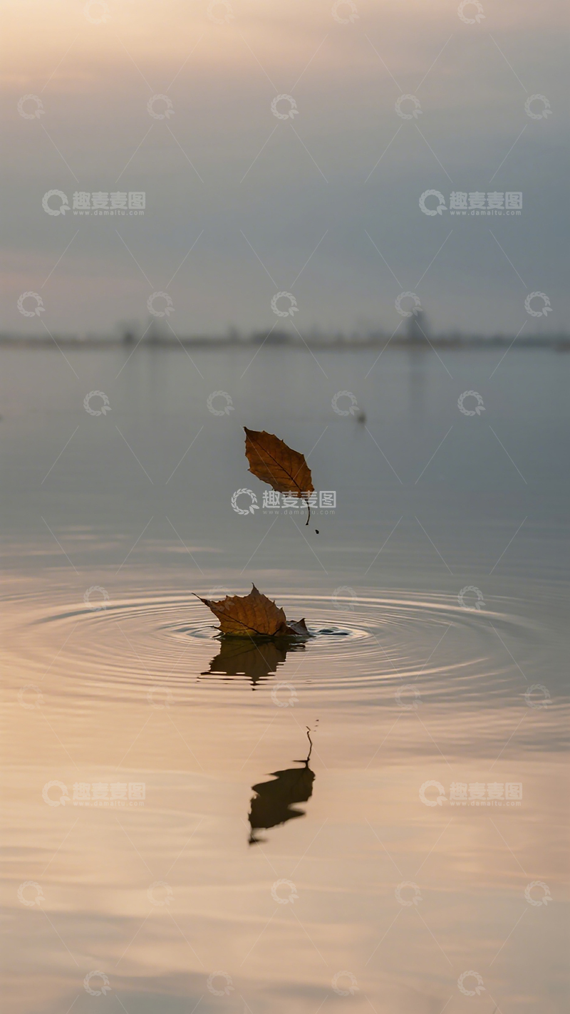 高清大图下载【趣麦麦图】秋叶漂浮水面图