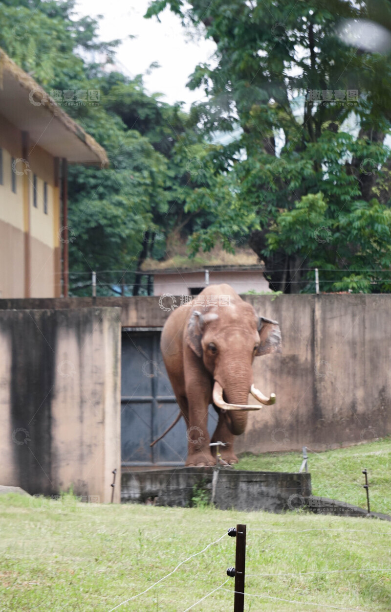 高清大图下载【趣麦麦图】动物园大象生活场景1
