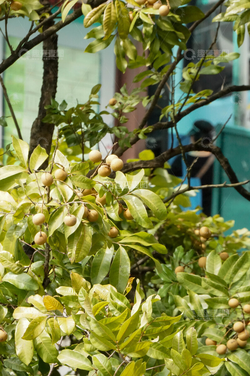 高清大图下载【趣麦麦图】城市绿化果树结果实