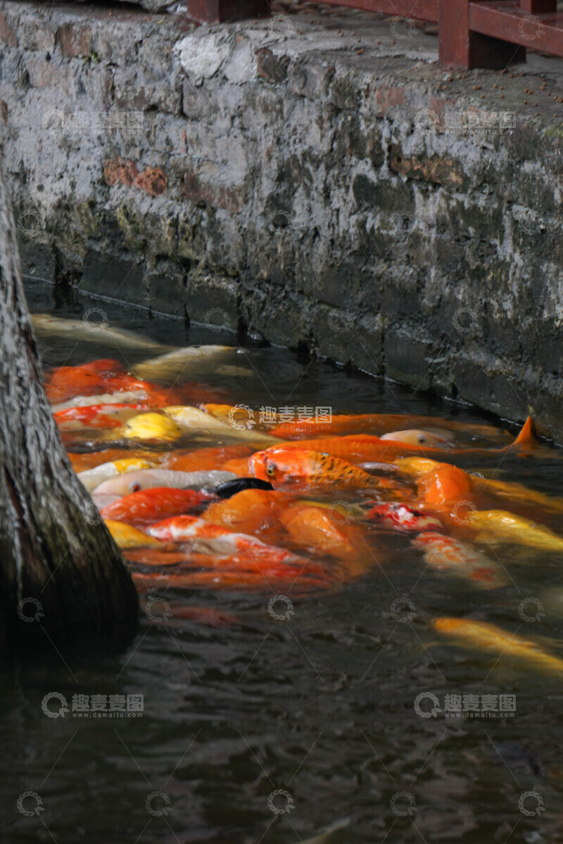 高清大图下载【趣麦麦图】锦鲤池塘水景自然风光
