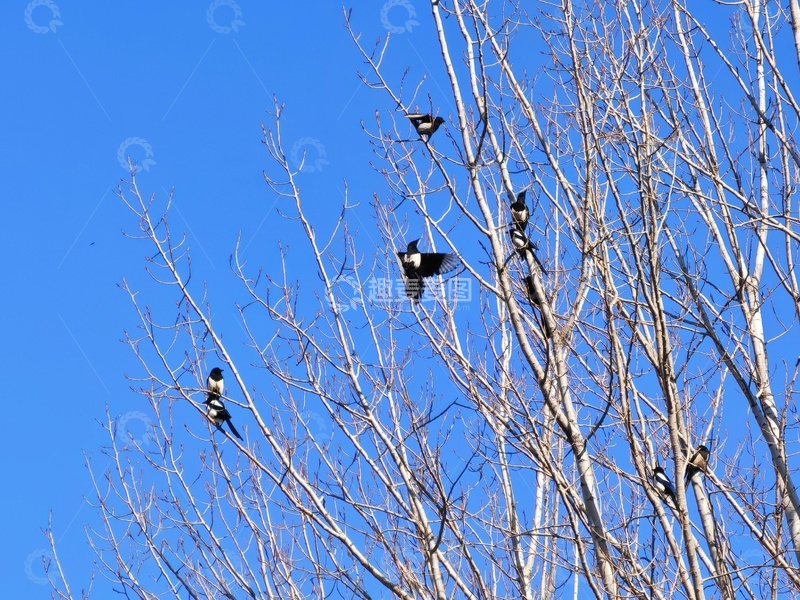 高清大图下载【趣麦麦图】树枝上的鸟儿