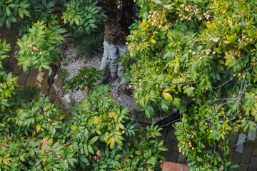 龙眼树园林景观果树摄影