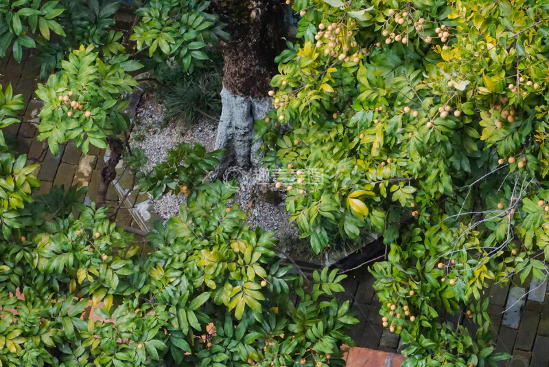 高清大图下载【趣麦麦图】龙眼树园林景观果树摄影