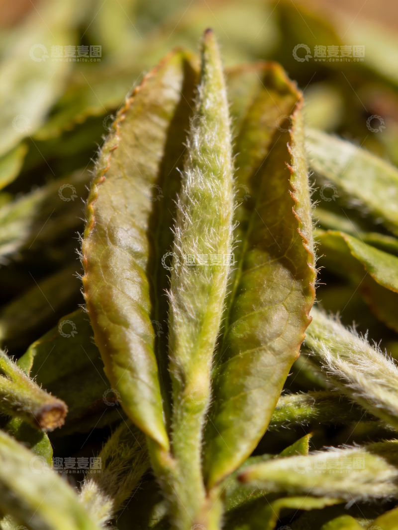 源文件下载【趣麦麦图】特写镜头茶叶3
