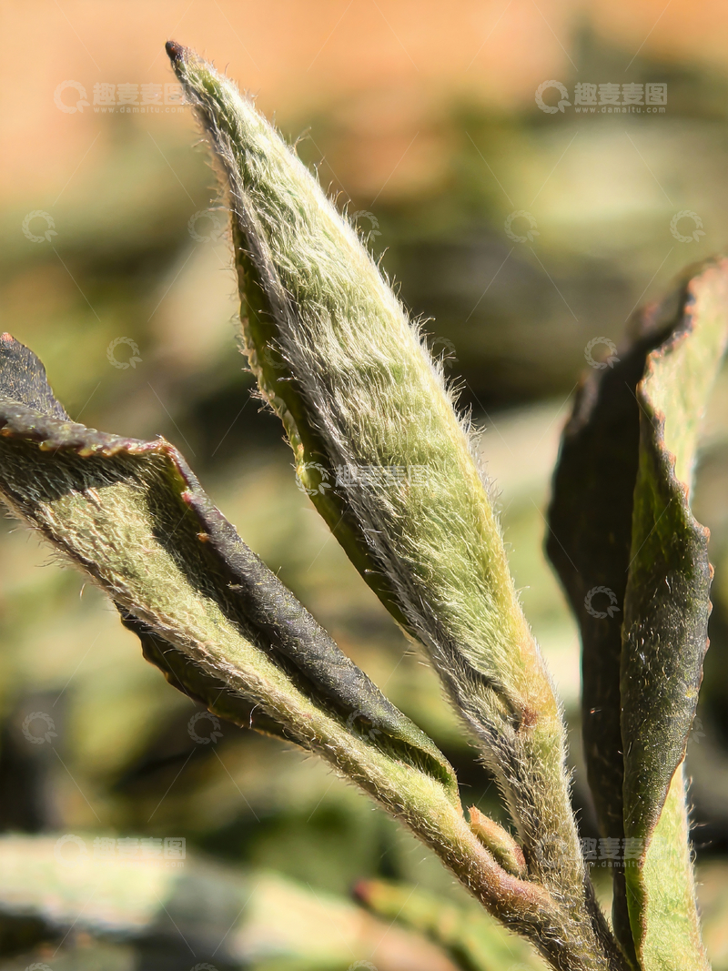 源文件下载【趣麦麦图】特写镜头茶叶1