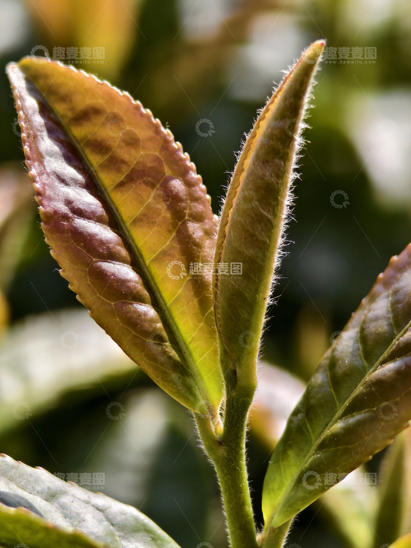 源文件下载【趣麦麦图】特写镜头茶叶4
