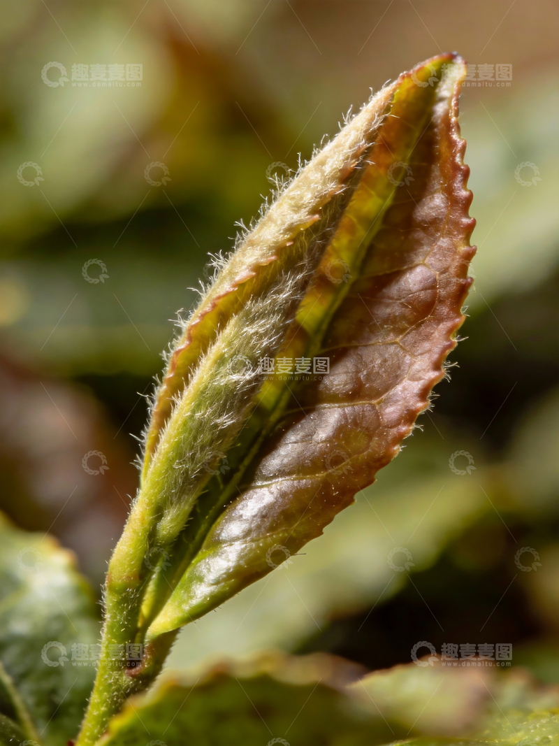 源文件下载【趣麦麦图】特写镜头茶叶2