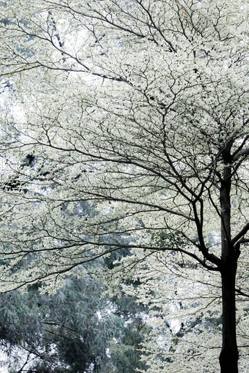 早春树木枝干特写