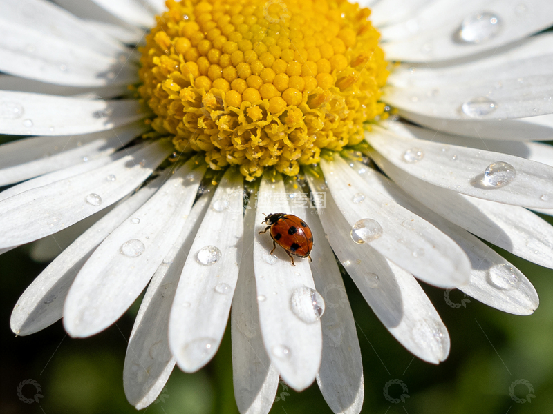 高清大图下载【趣麦麦图】雨后雏菊瓢虫特写