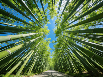 竹林小径翠绿天空