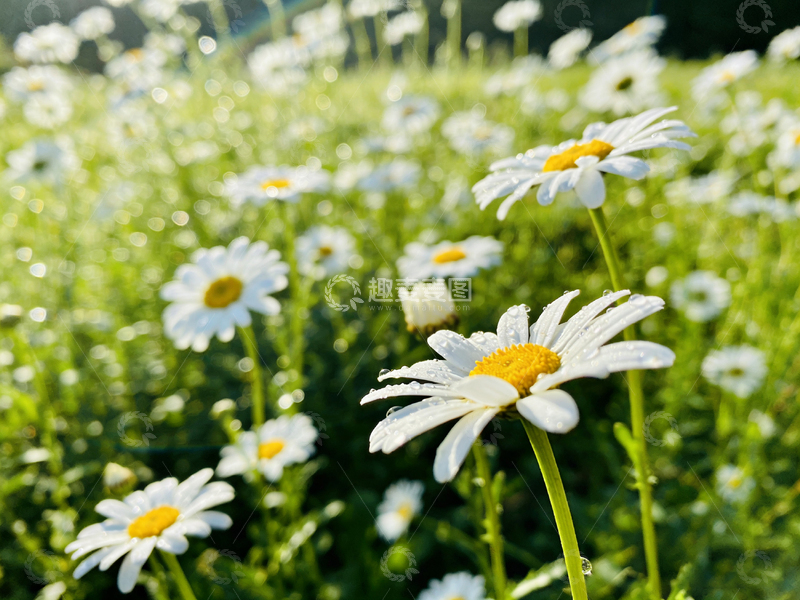 高清大图下载【趣麦麦图】阳光雏菊田野自然风光摄影