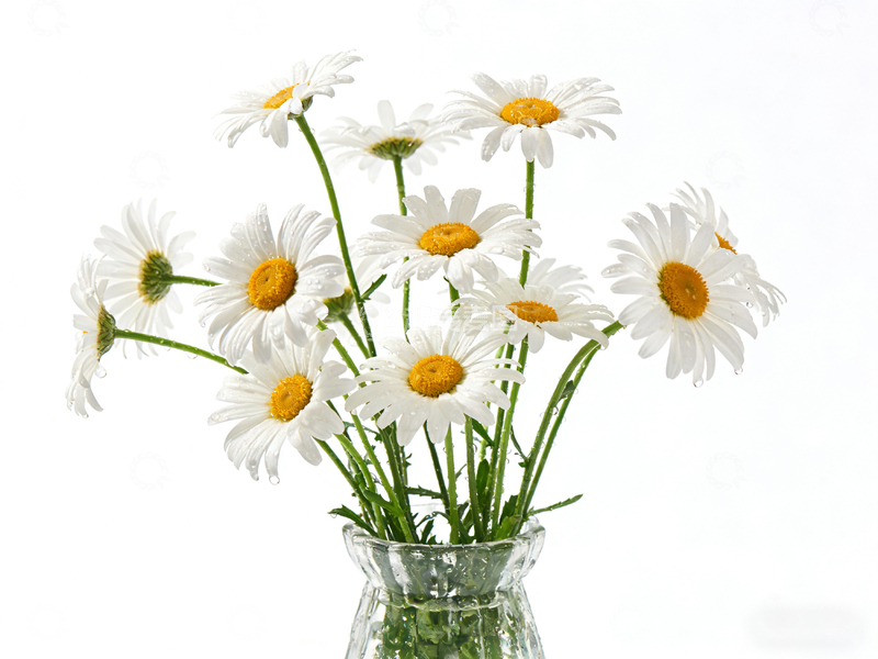 高清大图下载【趣麦麦图】清新淡雅雏菊花瓶摄影图