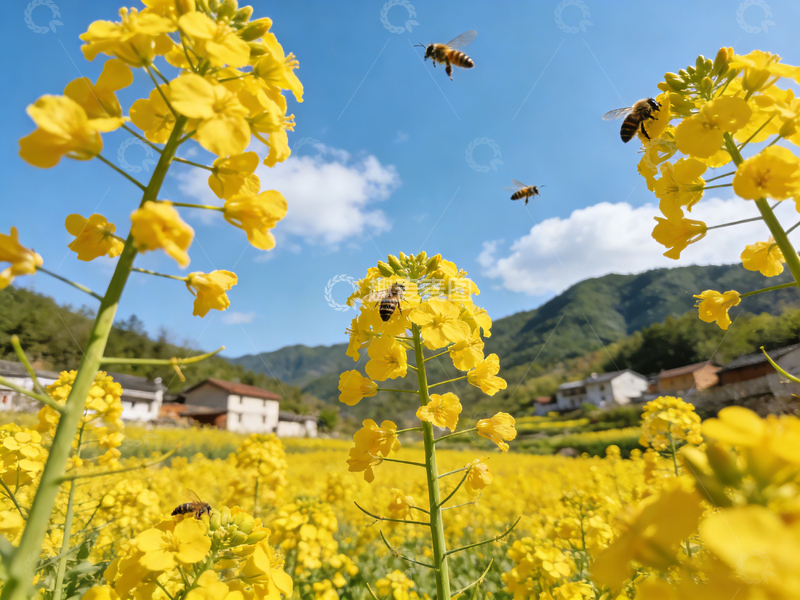 高清大图下载【趣麦麦图】田园风光油菜花蜜蜂风景画